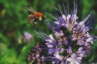 abeille bourdon pollinisateur phacelie